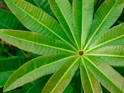 Tropical tree