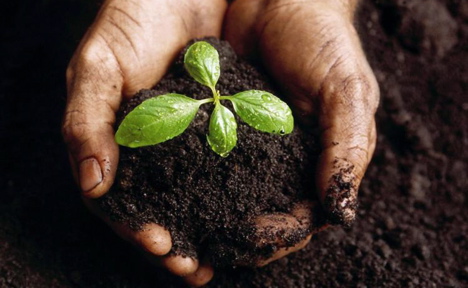 biochar